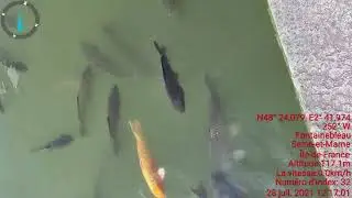 20210728 Carpes de fontainebleau