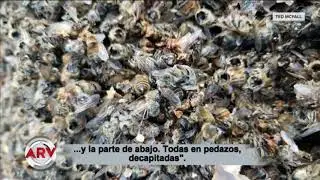 ¿Sera Una plaga como en Egipto ? Los avispones Asesino estan en estados Unidos