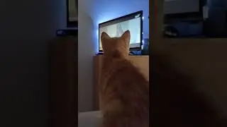 Смотрим внимательно