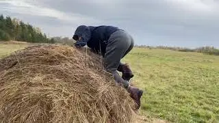 За сеном Писелю