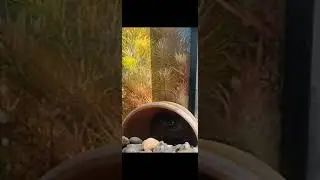 радужный краб🦀 сидит в домике 1 час 24 минут и 33 секунды