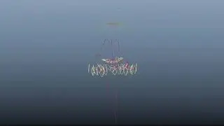 Rig Animation Walk