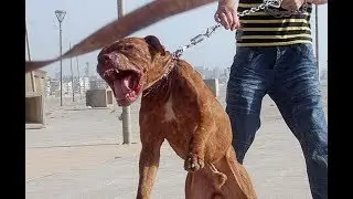 TOP 10 DEADLY DOG BREEDS IN THE WORLD दुनिया के खतरनाक डॉग ब्रीड्स