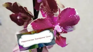 Розыгрыш орхидеи в июне! Итоги🥰