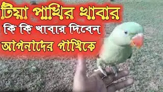 টিয়া পাখির খাবার || কি কি খাবার আপনার টিয়া পাখিকে দিবেন ||