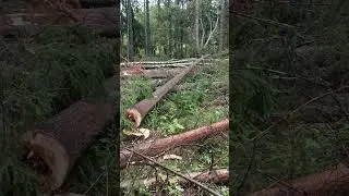 Валим лес #wood #лесозаготовка