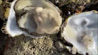 Как  правильно открыть устрицу Дикая природа #Бретань #франция