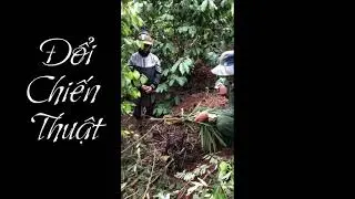 Bắt Ong Rừng Và Cái Kết, Coi Cười Đau Cả Bụng