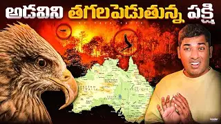Mysterious Bird Hunting For Food  |Top 10 Interesting Facts | Telugu Facts | VR Raja Facts
