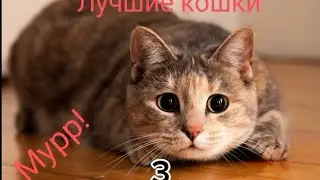 Лучшие кошки.1 сезон 3 серия.Выпуск от 25.02.24