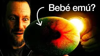 ¡Hay algo MOVIENDO dentro de los huevos de Emu!