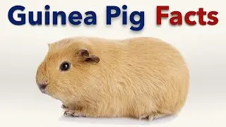 Guinea Pig Facts