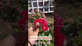 Ч.4 Обзор роз с названиями #огород #рекомендации #обзор #розы #саженцы #распаковка #капельныйполив