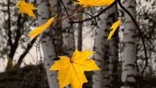 БУДЕТ ОСЕНЬ ЖЁЛТАЯ