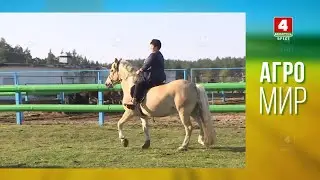 Кто спасает исчезающую популяцию лошадей - Агро Мир (ТВ)