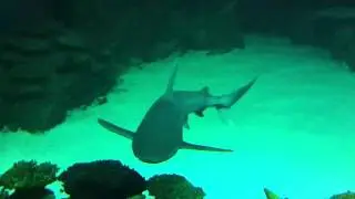 Shark Reef Aquarium at Mandalay Bay , Las Vegas with relaxing calming music