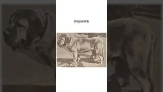 Исчезнувшие породы собак