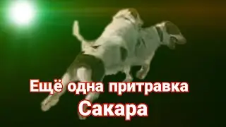 Еще одна притравка Сакара.)