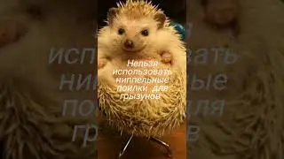 Содержание африканского ёжика