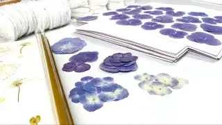 🌺 HOW TO DRY FLOWERS? Where to get dried flowers? 🌺 HOW TO DRY & PRESERVE FLOWERS?