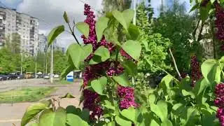 Цветет сирень, налюбоваться невозможно !