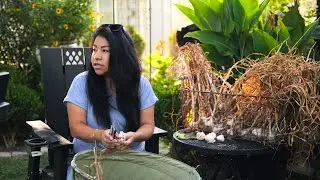 Garden rants, updates + new projects (Asking for trouble in 2025!)
