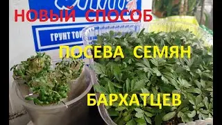 Бархатцы сеем теперь только так!