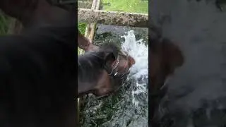 Splish Splash