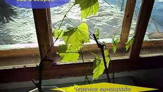 Черенок винограда. Сад и огород.