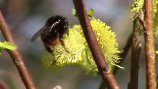 Шмель / Bumblebee