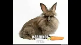 Хто кролик?