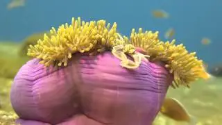 Free Underwater Stock Footage from Footage Firm