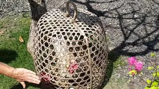 Петухи на Бали север острова