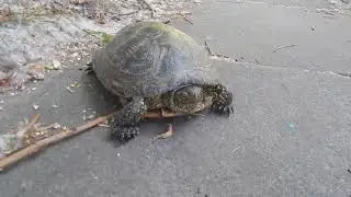 Черепаха на Тельбине.