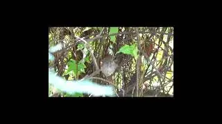 "Pijuí cantando en su nido" #birds #avesdeargentina