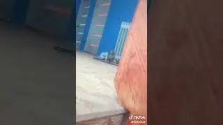 gato