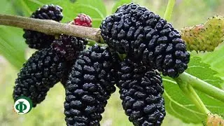 68 Шелковица – древо жизни