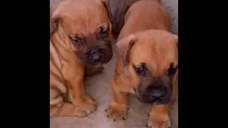 100% Pedigree Dog Puppies Available for sale in Nigeria