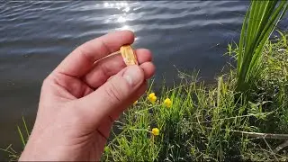 Киньте это на рыбалке в воду и вся рыба будет клевать без остановки! Бешеный клёв!