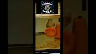 Опять новое! Золотой Альбино и бабочка!