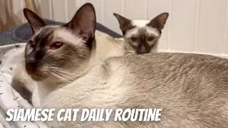Siamese cat Quinn’s Daily Routine