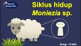 Siklus hidup cacing Moniezia sp.