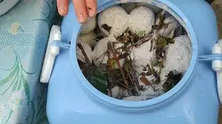 Яблоки Антоновка моченые с ржаной мукой