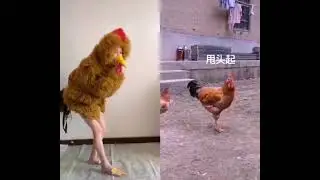 #roosters Imitation show