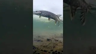 щука попалась на живца #рыбалка #зима
