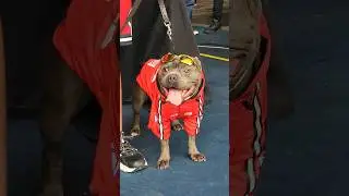 DESFILE PET VESTIDO DE CHAVOSO #dog #cachorro #desfile #pet