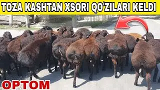 TOZA KASHTAN XSORI QOʻZILARI KELDI☎️+998912839191