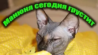 Кошка сфинкс милашка, даже если просто сидит в одиночестве)