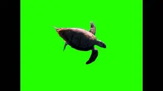 Tortoise green screen
