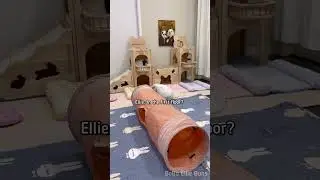 My bunny looking where to nap 🐰🏰